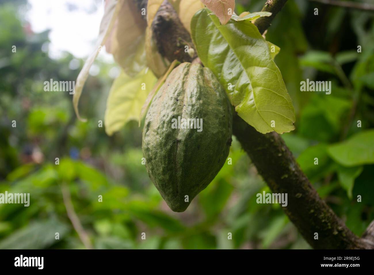 Details der Kakaoschoten in einer Bio-Kakaoplantage im peruanischen Dschungel in der Region San Martín, in der Nähe der Stadt Tarapoto. Stockfoto