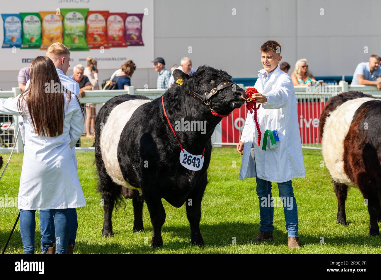 Belted galloway wird auf der Royal Highland Show in Schottland gezeigt Stockfoto