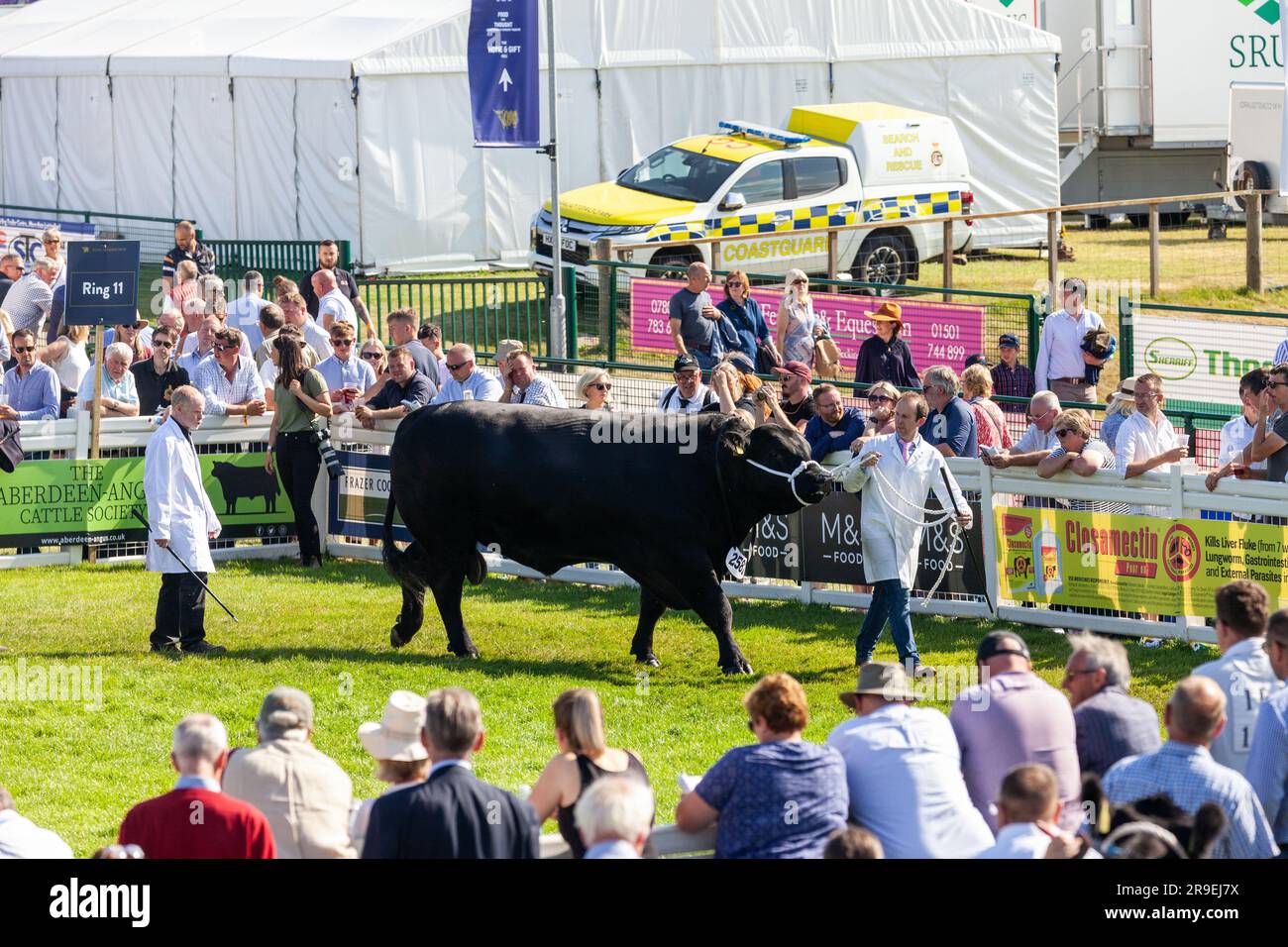 Rinder in einem Showring bei der Royal Highland Show, Schottland Stockfoto