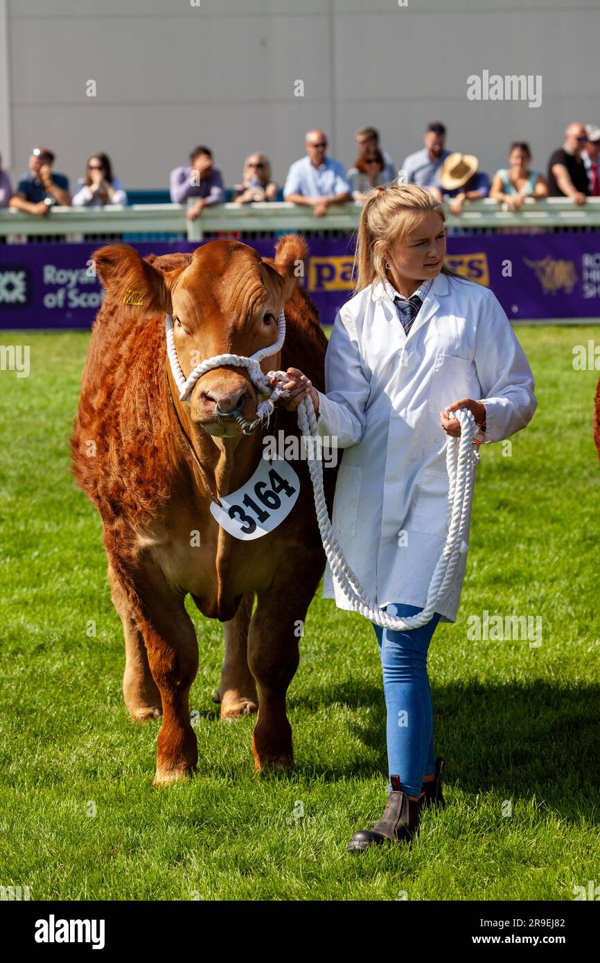 Eine Kuh wird in einem Showring bei der Royal Highland Show, Schottland, gezeigt Stockfoto