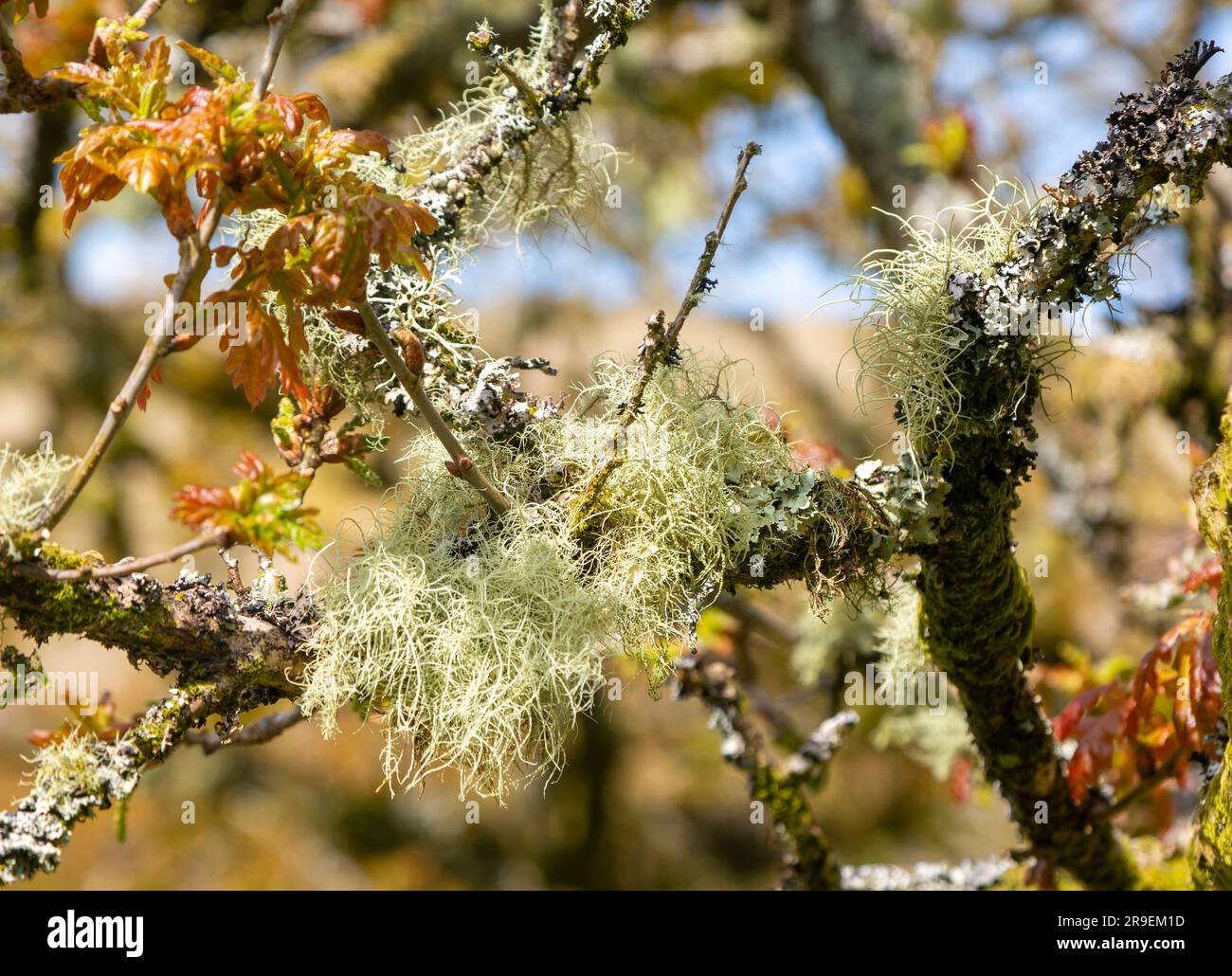 Tree Moos und Flechten Wistman's Wood, Dartmoor, South Devon, England, Großbritannien Stockfoto