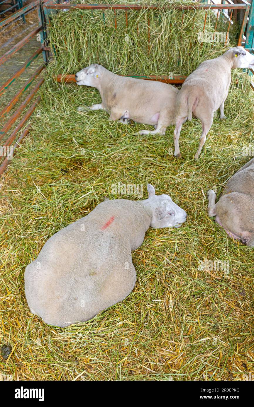 Schwangere Schafe, die auf der Farm liegen Stockfoto