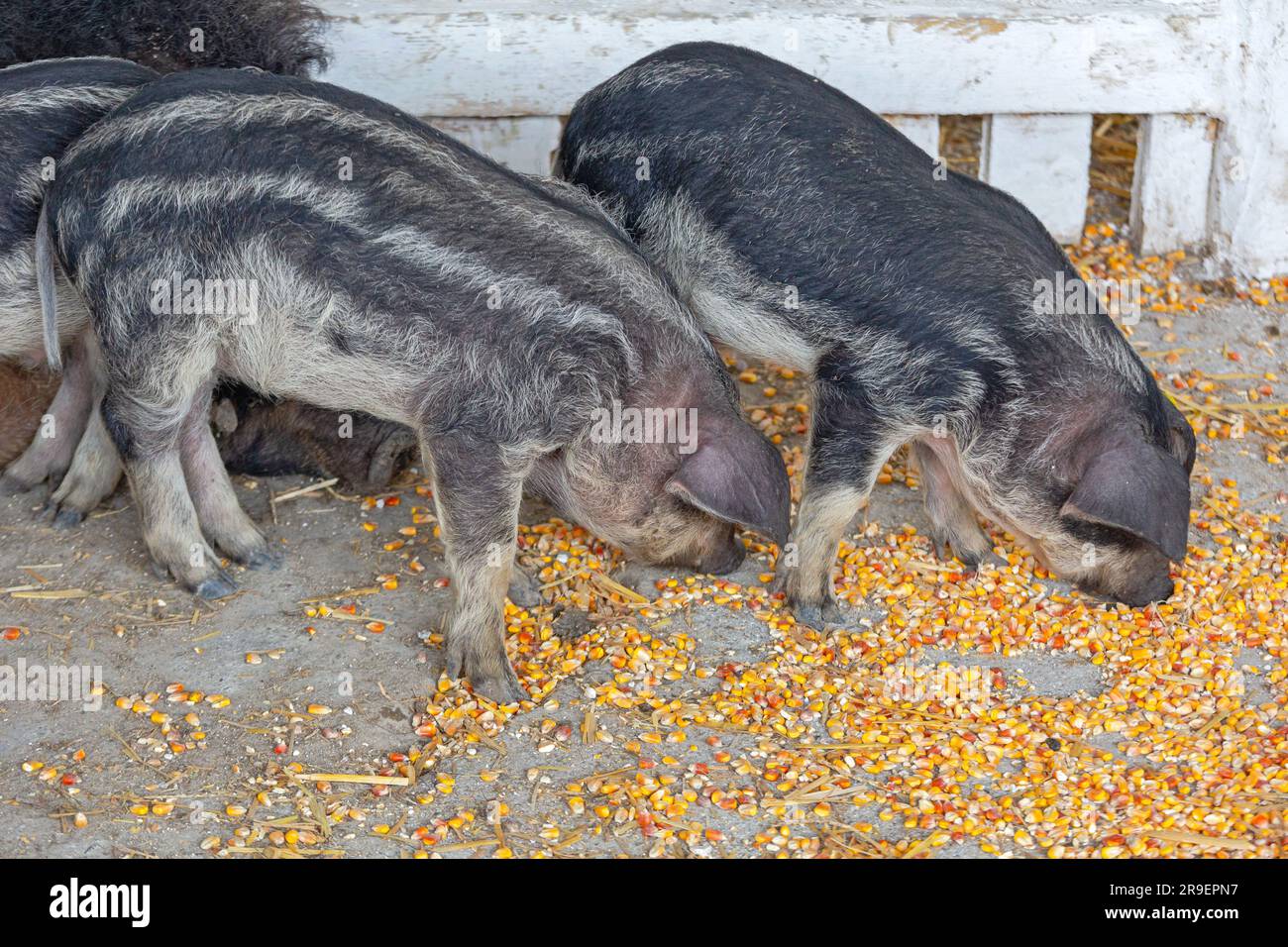 Neugeborene Ferkel Black Mangalica Pig ungarische Rasse in Animal Farm Stockfoto