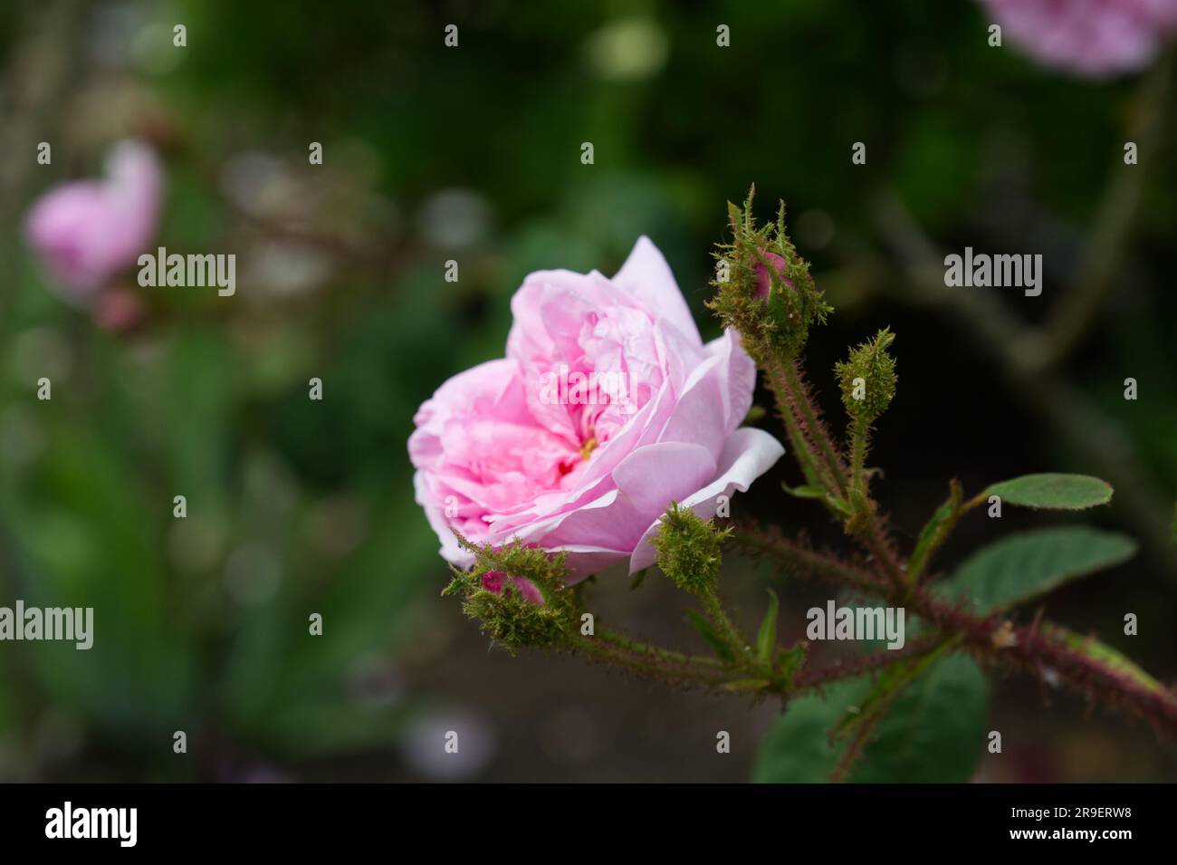 Doppelte rosa Sommerblumen aus gemeinem Moos, Rosa Muscosa im britischen Garten Juni Stockfoto