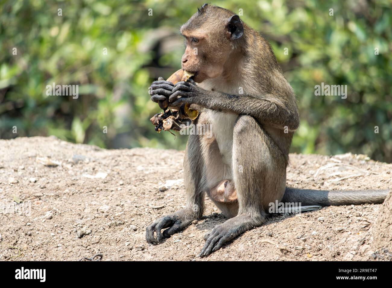 Macaque isst Bananen in tropischer Natur, Thailand Stockfoto