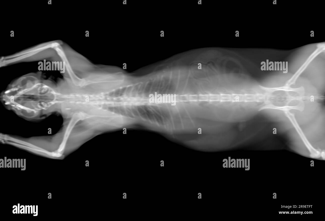 Schwarzweiß-CT-Scan eines Haustieres auf schwarzem Hintergrund. Der onkologische veterinärdiagnostische Röntgentest. Stockfoto