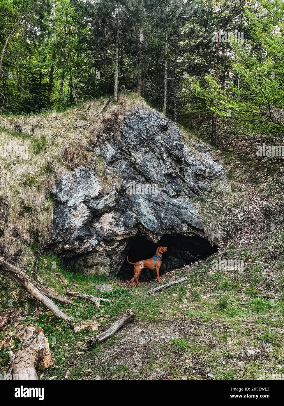 Ungarischer Vizsla-Hund am Eingang der Höhle Stockfoto