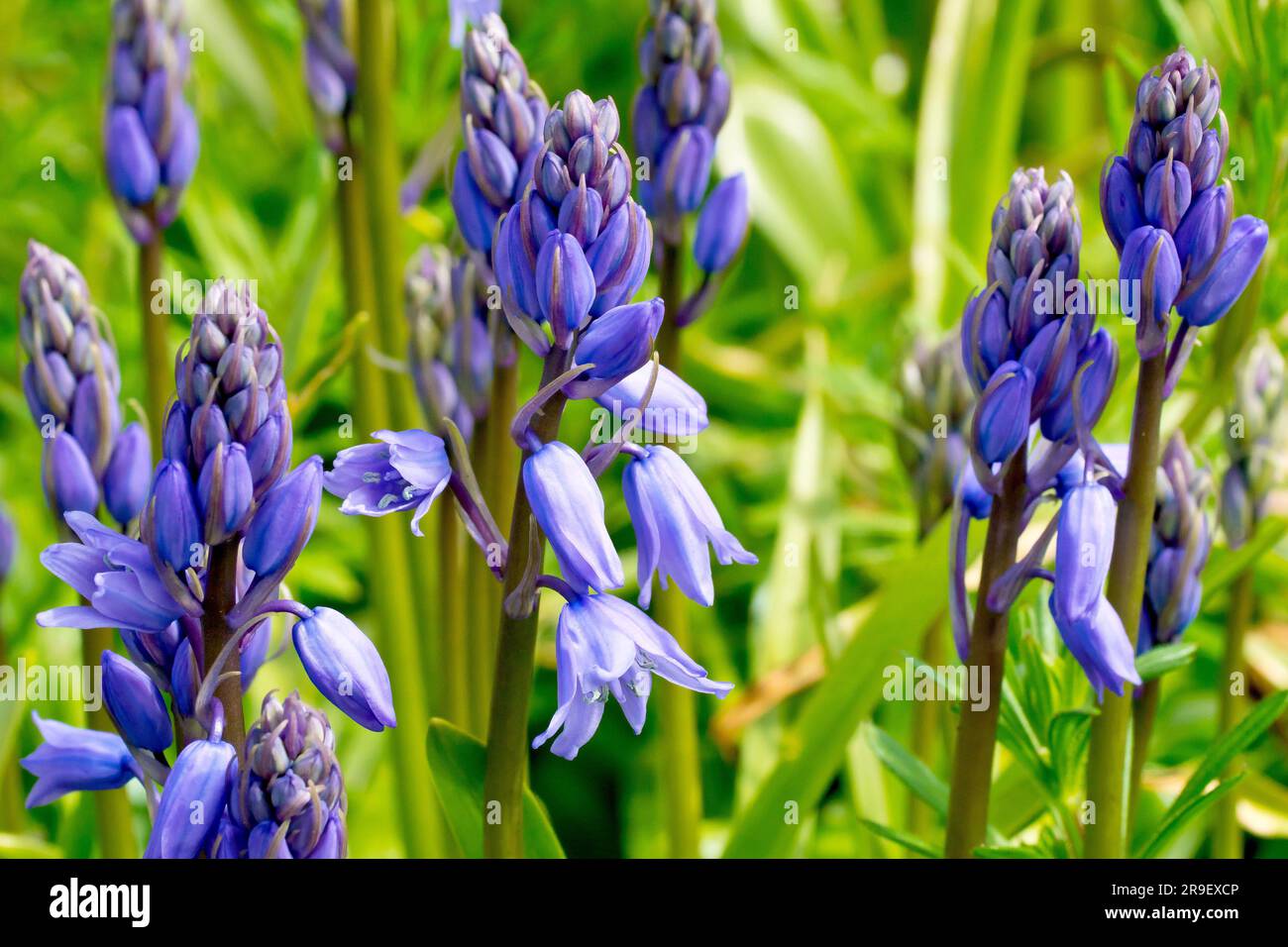 Bluebell oder wilde Hyazinth (Hyacinthoides non-scripta oder endymion non-scriptus), Nahaufnahme mit den ersten Blumen im Frühling. Stockfoto