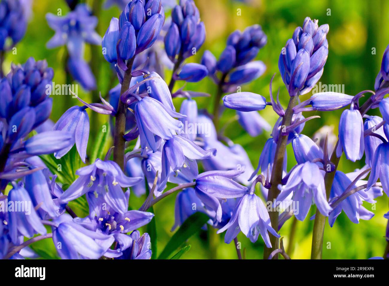 Bluebell oder wilde Hyazinth (Hyacinthoides non-scripta oder endymion non-scriptus), Nahaufnahme mit den ersten Blumen im Frühling. Stockfoto