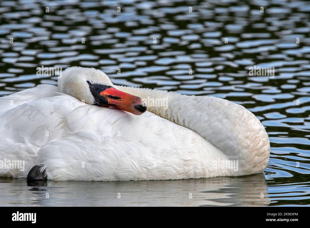 Stummer Schwan (Cygnus olor), der nach dem Zubereiten im Wasser des Sees Flügelfedern mit Kopf und Nacken abflacht Stockfoto