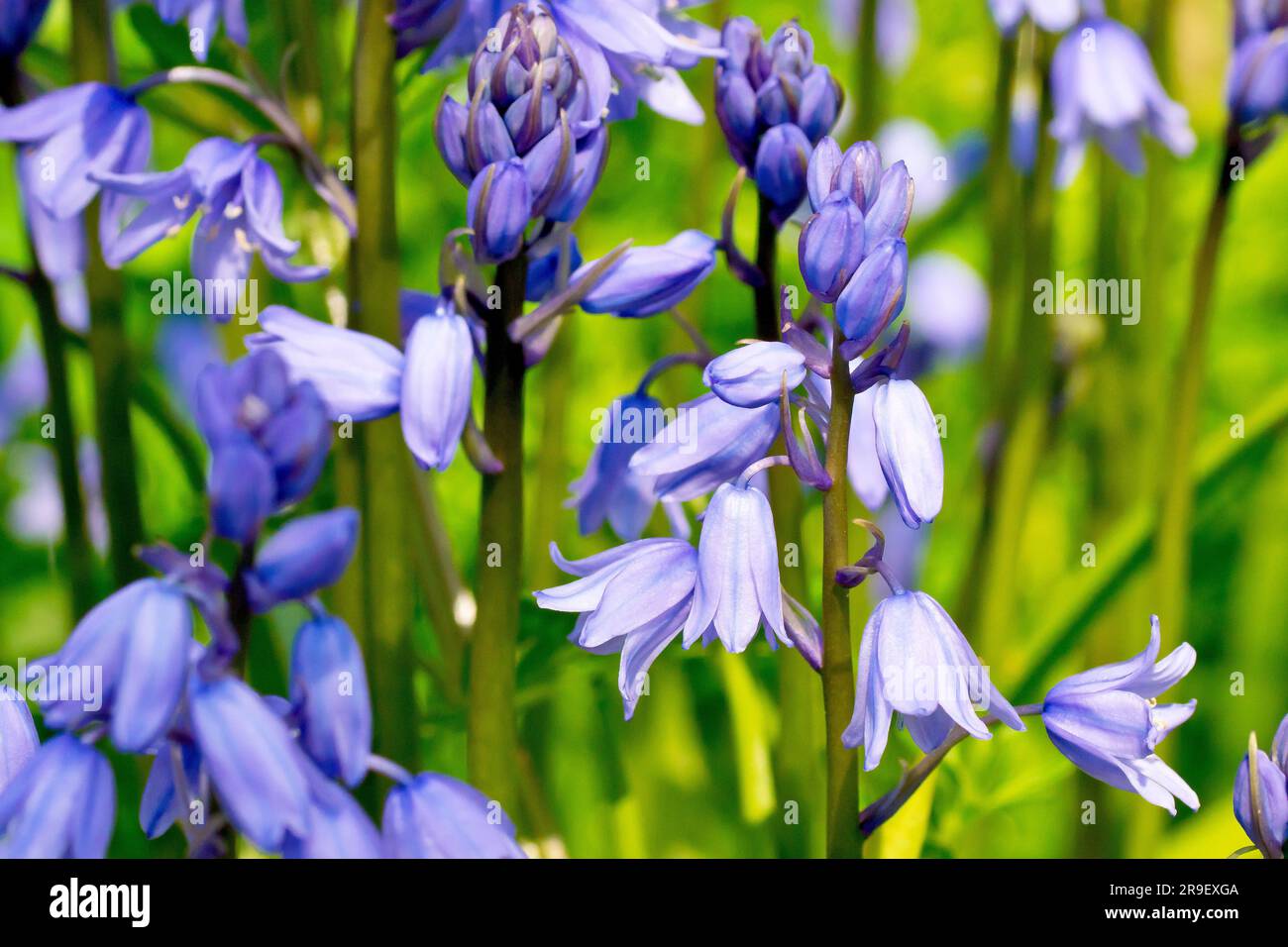 Bluebell oder wilde Hyazinth (Hyacinthoides non-scripta oder endymion non-scriptus), Nahaufnahme der Blumen, die im Frühling zu erscheinen beginnen. Stockfoto