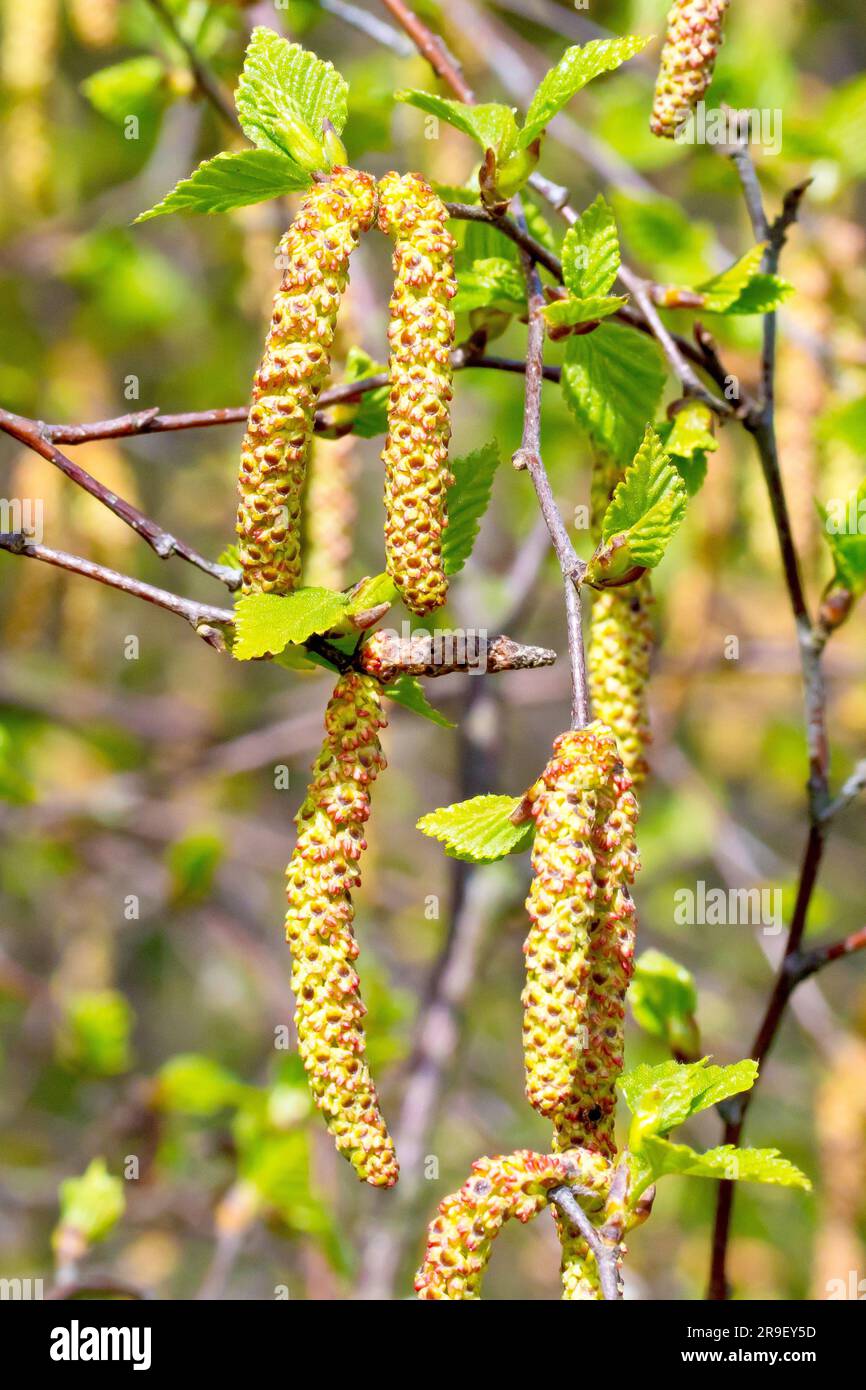 Silberbirke (betula pendula), Nahaufnahme der männlichen Blüten oder Katzen, die am Baum hängen, während die Blätter im Frühling erscheinen. Stockfoto