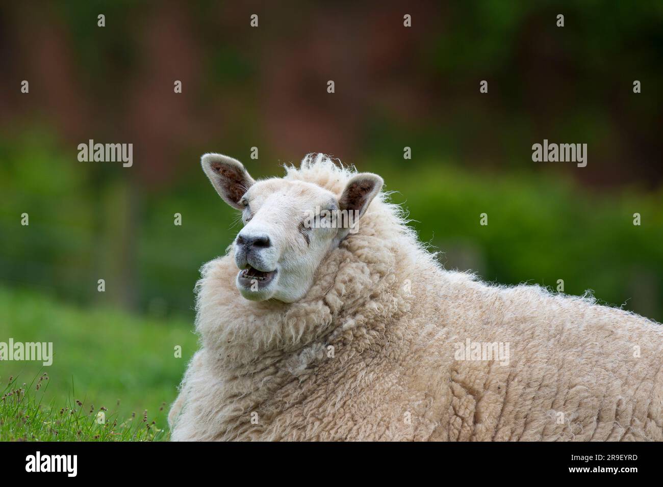 Nahaufnahme von großen Schafen, isoliert im Freien, auf Gras in britischer Landschaft gelegen, Mund offen kauen. Stockfoto