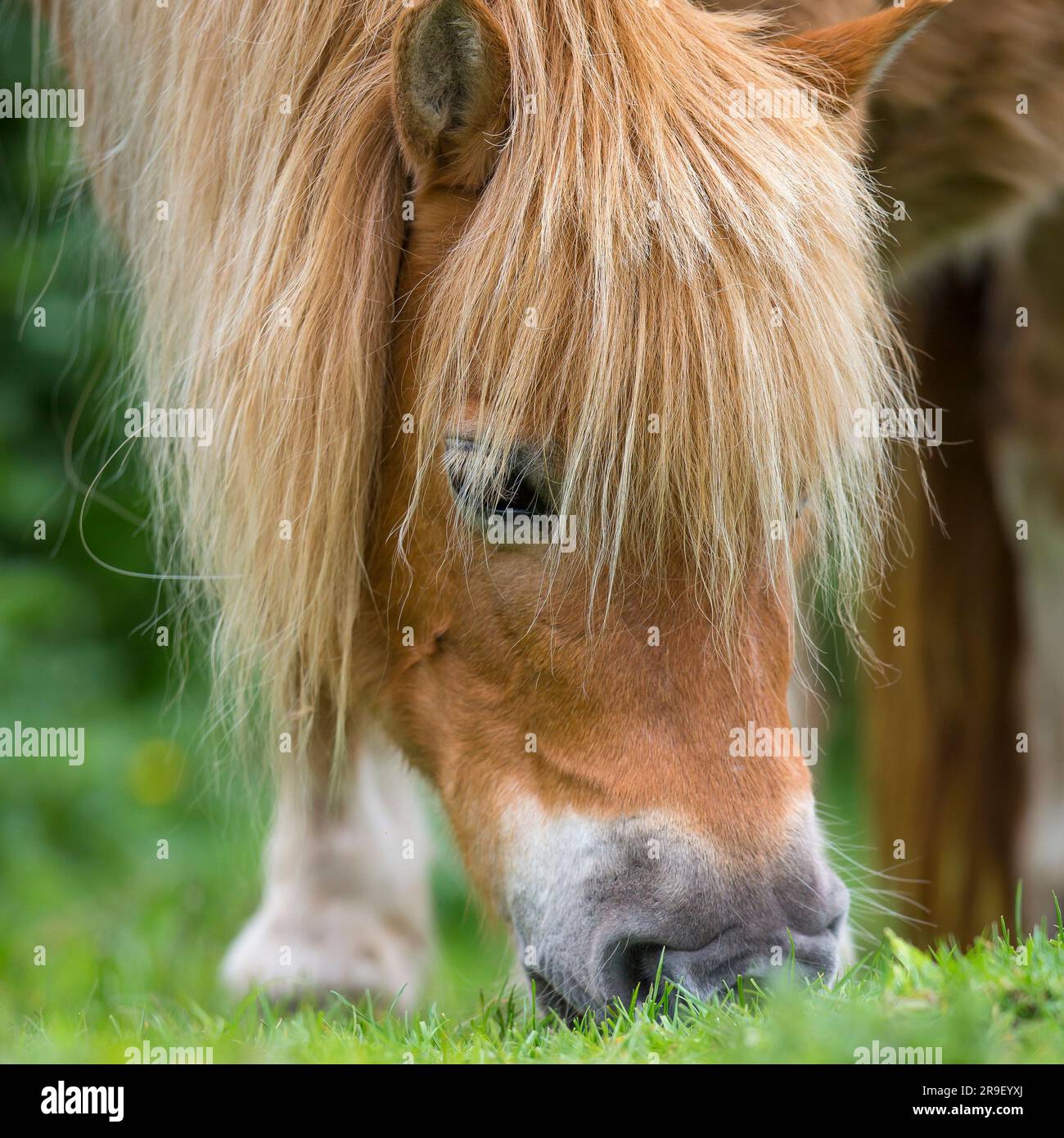 Nahaufnahme eines Ponykopfes, der grünes Gras auf dem Boden frisst. Stockfoto
