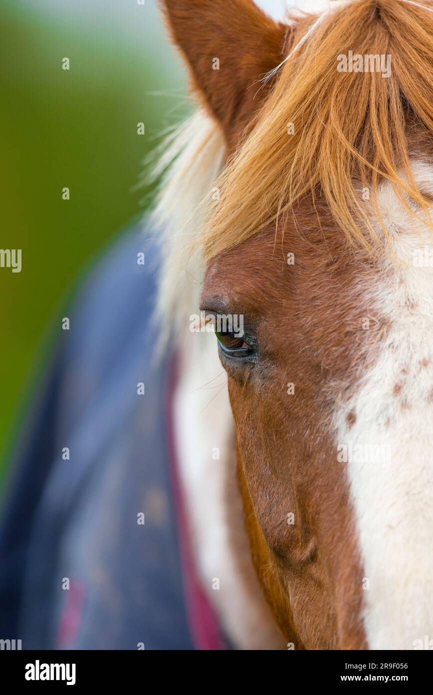 Nahaufnahme eines Pferdekopfes. Stockfoto