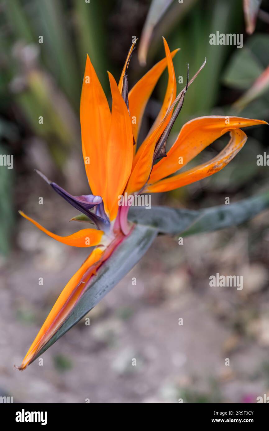 Strelitzia arten -Fotos und -Bildmaterial in hoher Auflsung  Alamy