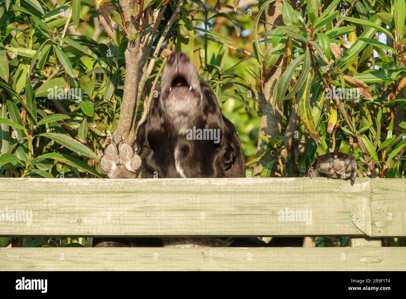 Heulender Hund in Griechenland steht an einem Gartenzaun mit Pfoten oben Stockfoto