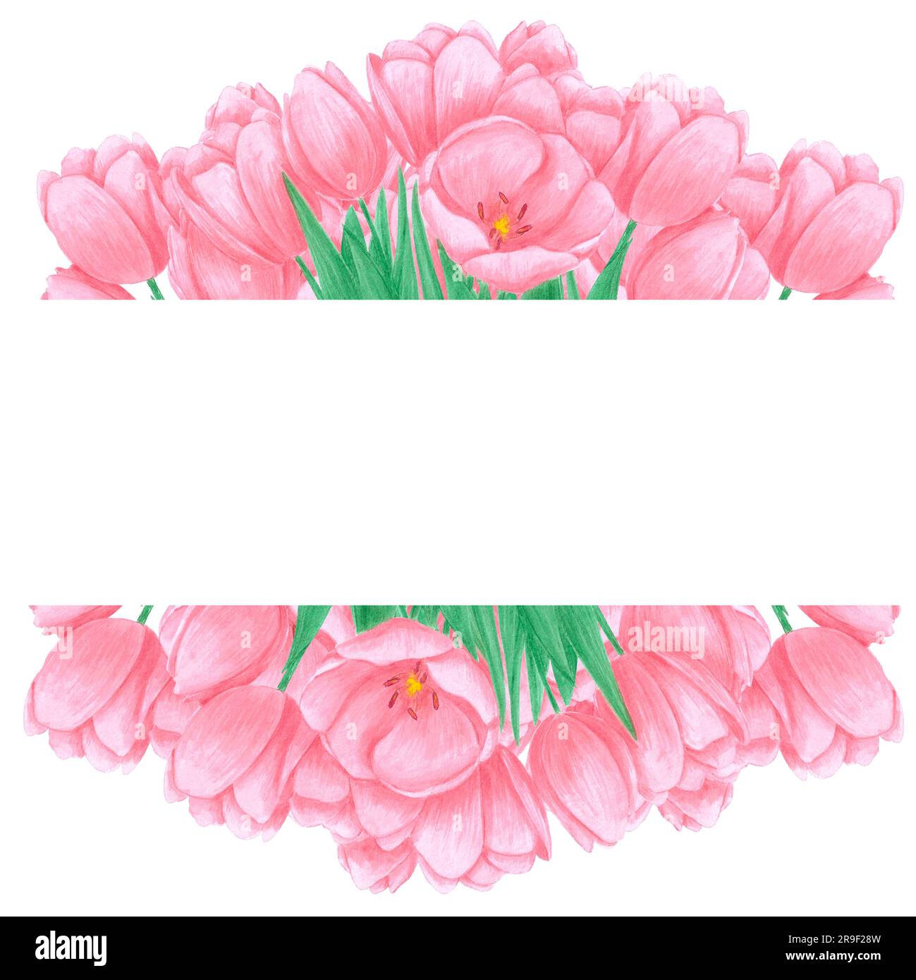 Handgezeichneter, rosa Tulpenrahmen auf weißem Hintergrund. Sammelalbum, Postkarte, Hochzeitseinladung, Album Stockfoto