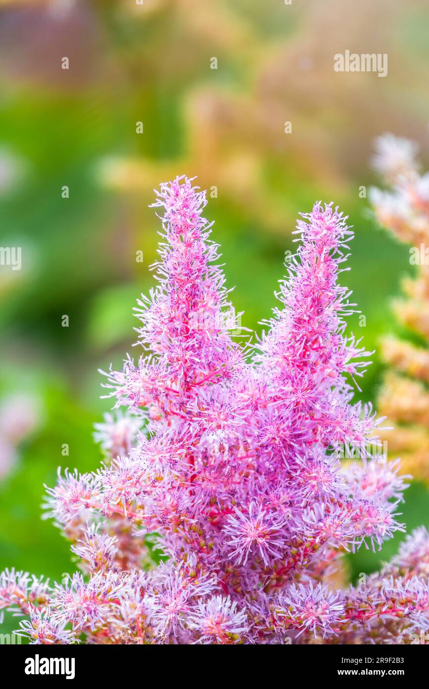 Chinesische Atilbe, Astilbe chinensis pumila, rosa Blumen im Garten. Es ist ein ganzjähriges Kraut, das in der Nähe von schattigen Bächen und Flüssen wächst. Es ist auch häufig Stockfoto