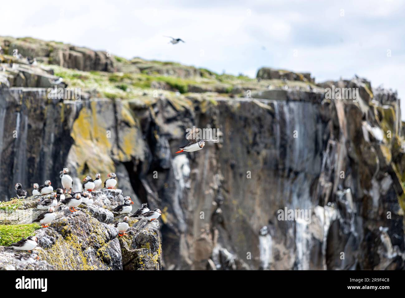 Atlantischer Papageientaucher (F. arctica), Isle of May, Firth of Forth, Schottland, Vereinigtes Königreich Stockfoto