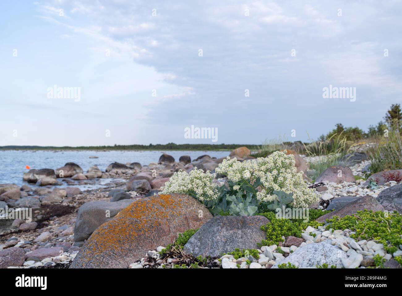 Steinstrand mit blühenden Grünkohl (Crambe maritima) Pflanzen, die am Meer wachsen. Stockfoto