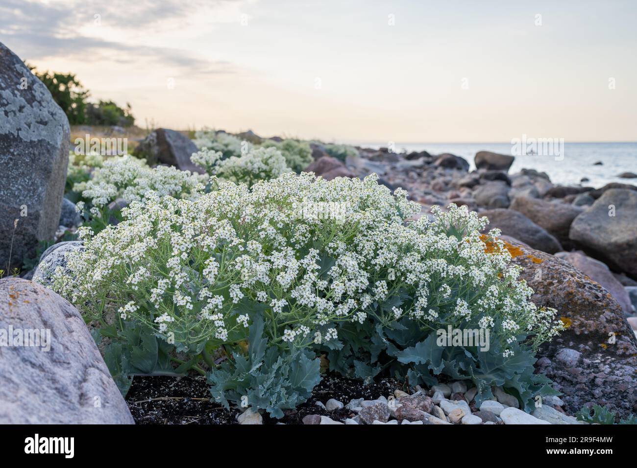 Steinstrand mit blühenden Grünkohl (Crambe maritima) Pflanzen, die am Meer wachsen. Stockfoto