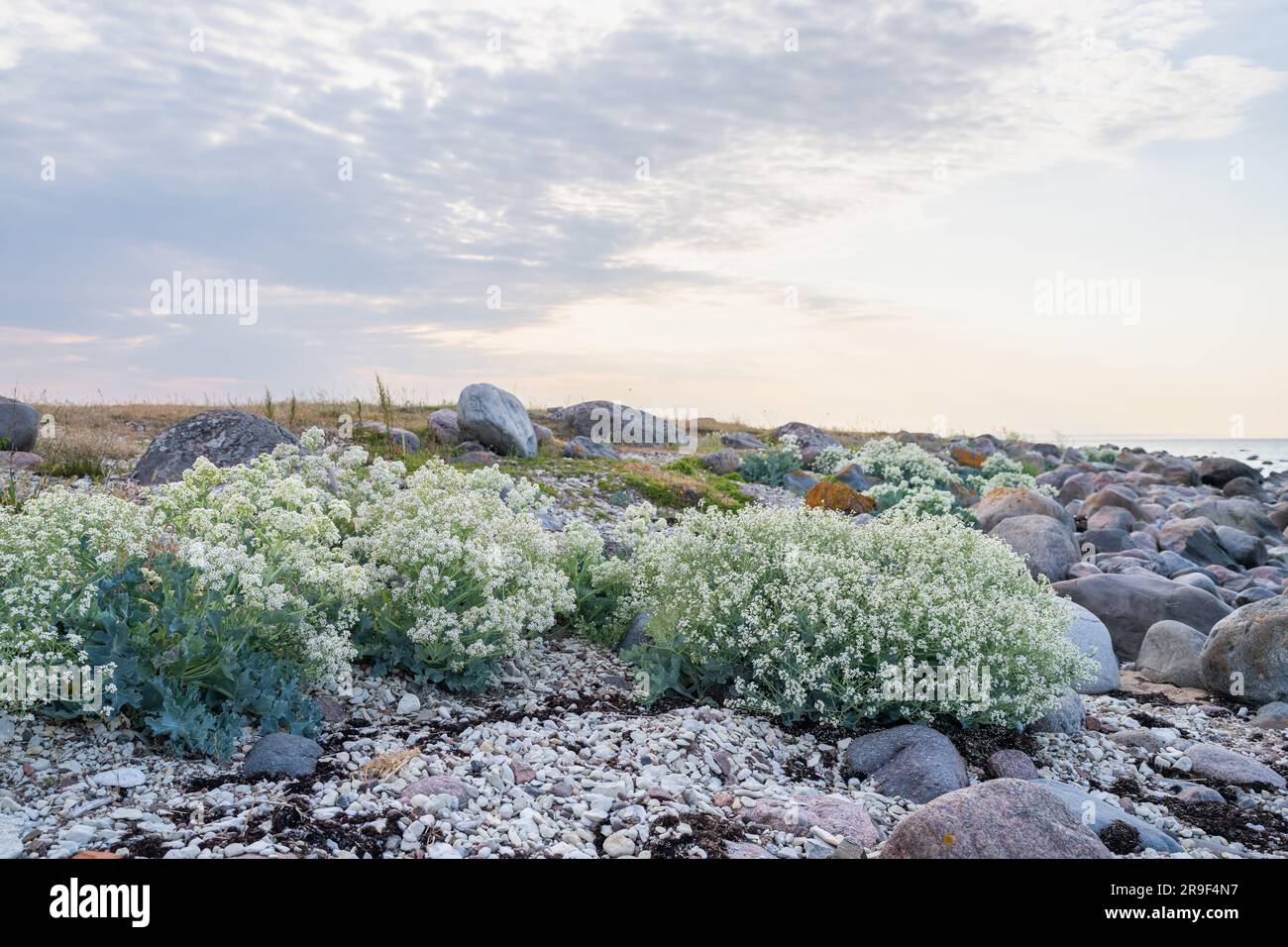 Steinstrand mit blühenden Grünkohl (Crambe maritima) Pflanzen, die am Meer wachsen. Stockfoto