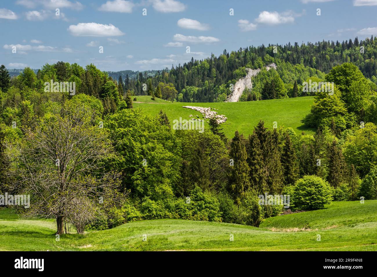 Nationalpark pieninen Fotos und Bildmaterial in hoher Auflösung