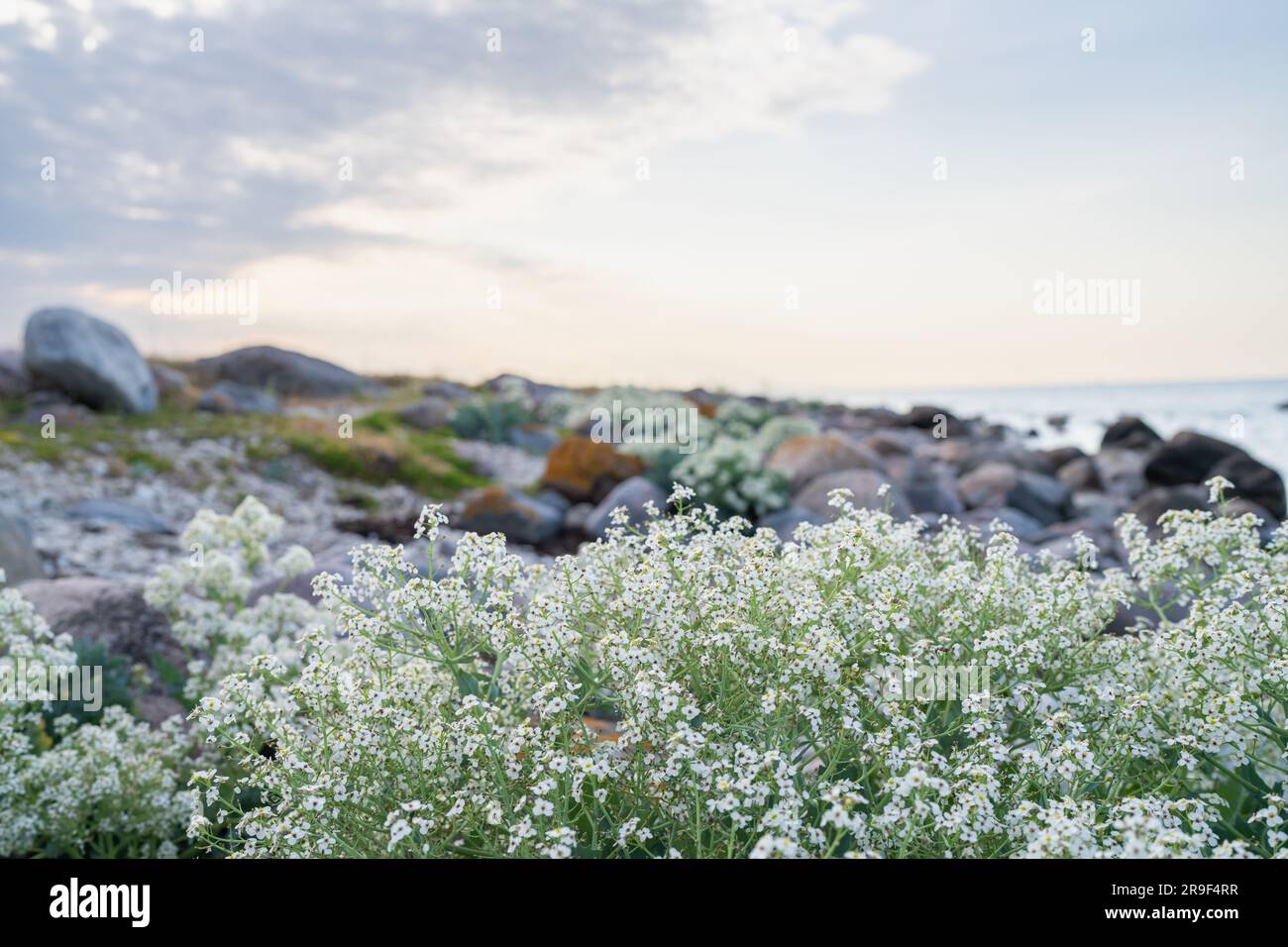 Steinstrand mit blühenden Grünkohl (Crambe maritima) Pflanzen, die am Meer wachsen. Stockfoto