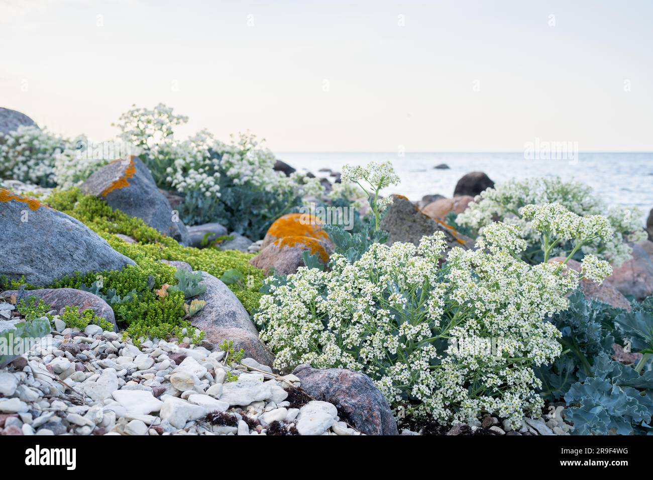 Steinstrand mit blühenden Grünkohl (Crambe maritima) Pflanzen, die am Meer wachsen. Stockfoto