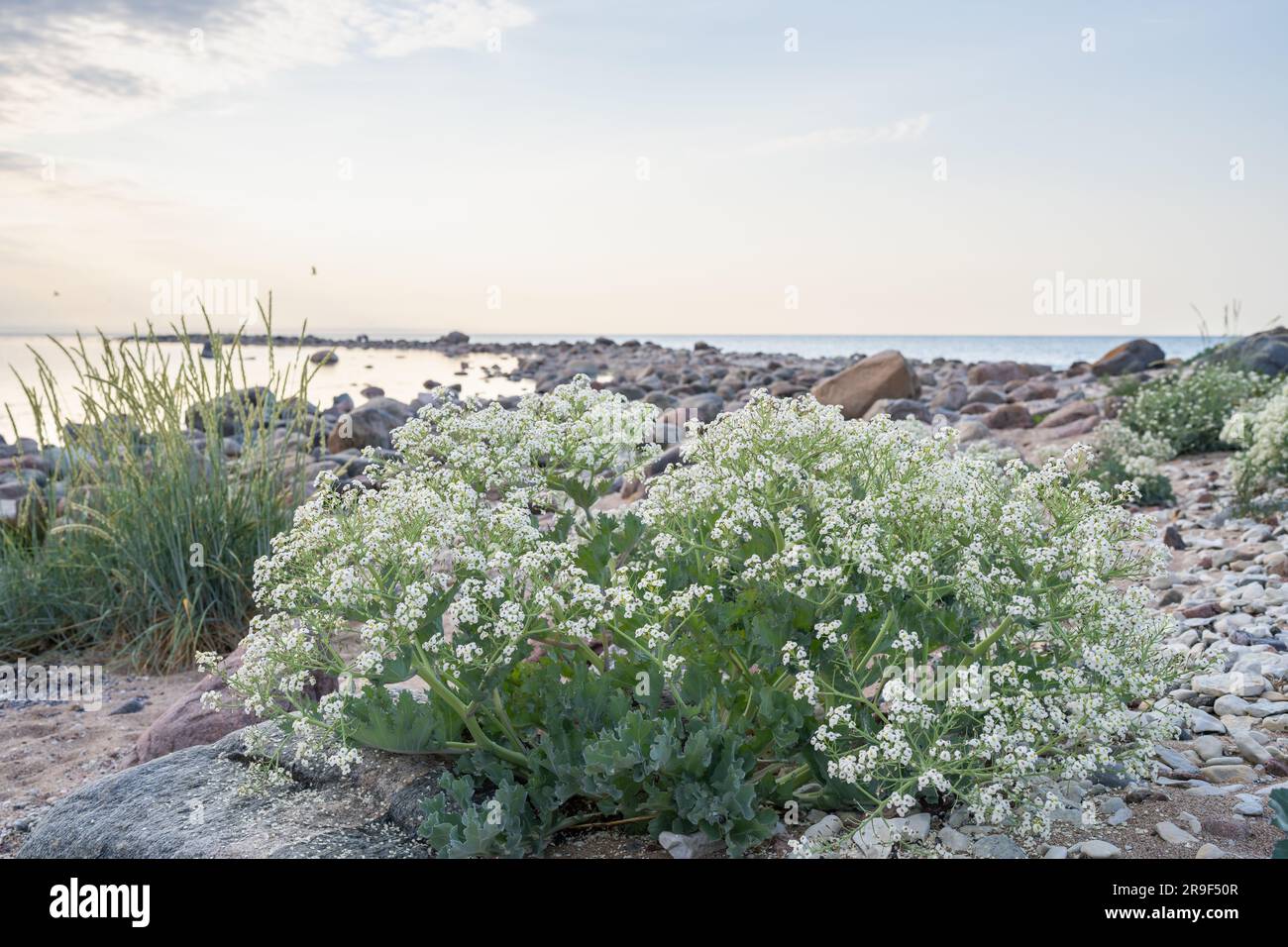 Steinstrand mit blühenden Grünkohl (Crambe maritima) Pflanzen, die am Meer wachsen. Stockfoto