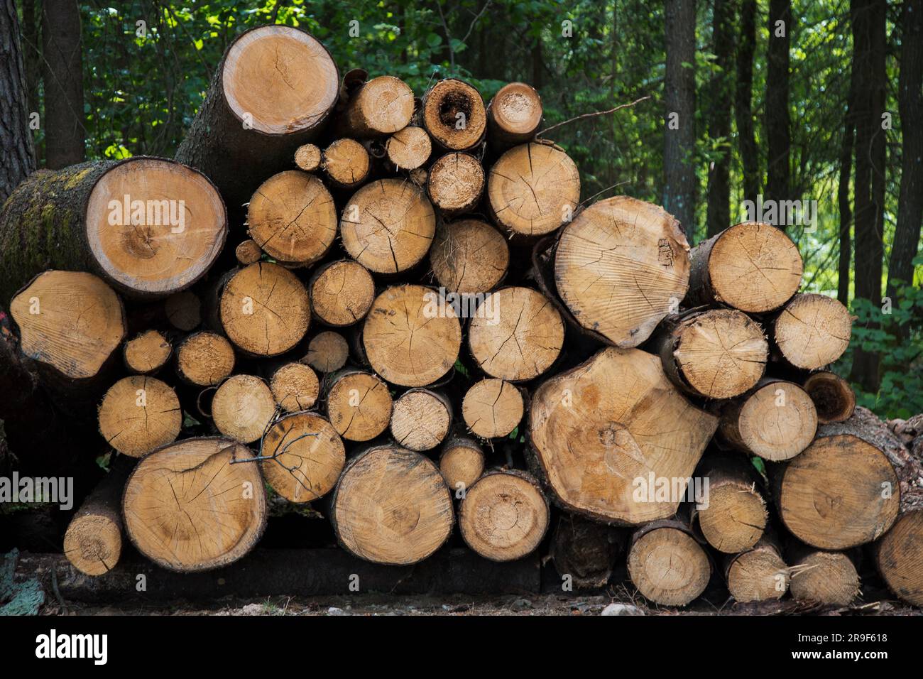 Bäume Fällen. Der Wald. Stockfoto