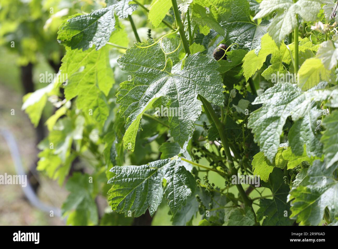 Weinberge in Victoria, Australien Stockfoto