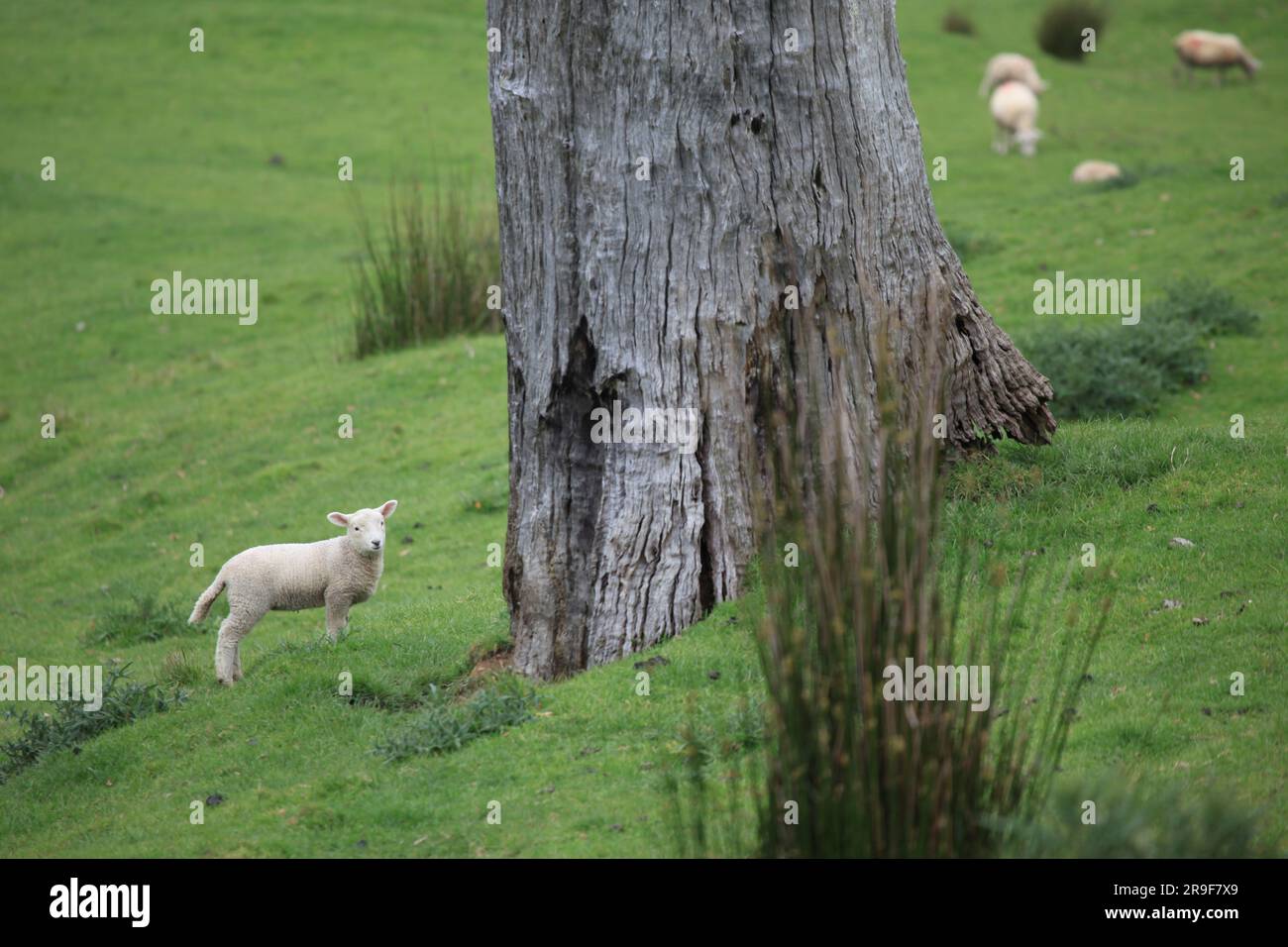 Schafe auf einem Feld in der Nähe des Yarra Valley, Victoria, Australien Stockfoto