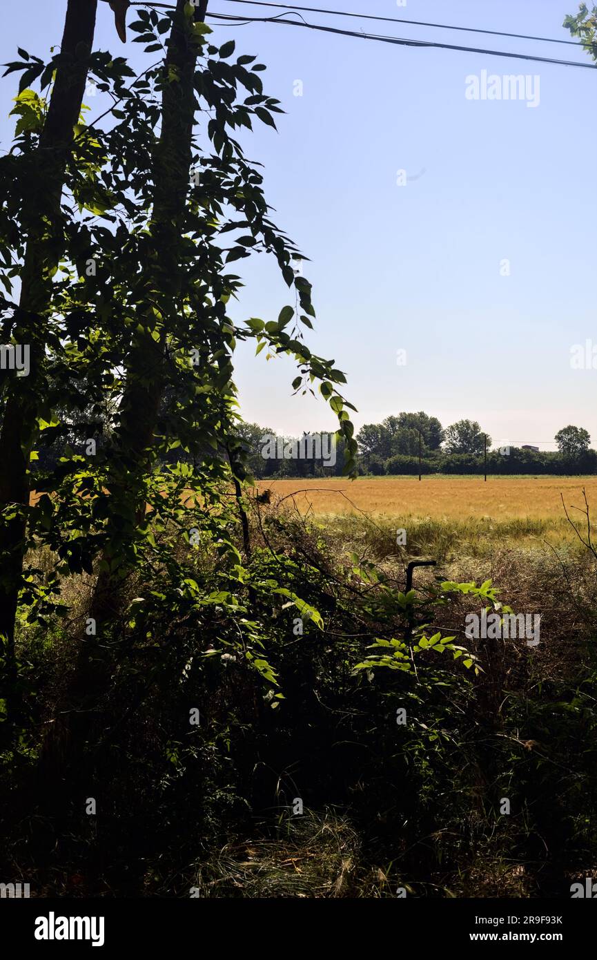 Weizenfelder im Sommer, eingerahmt von Bäumen eines Hains in der italienischen Landschaft an einem sonnigen Tag Stockfoto