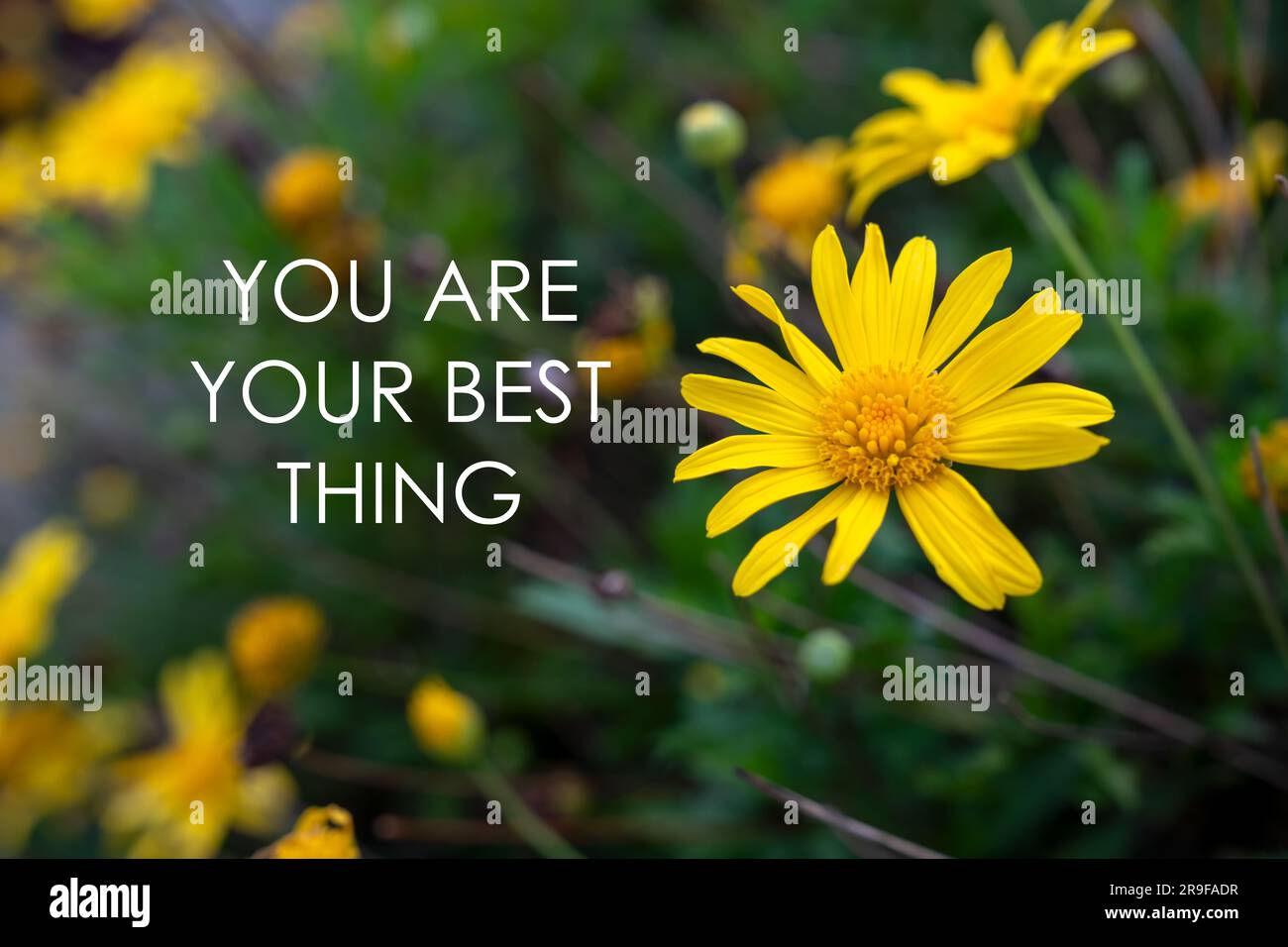 Blumenhintergrund mit inspirierenden Zitaten – Sie sind Ihr Bestes Stockfoto
