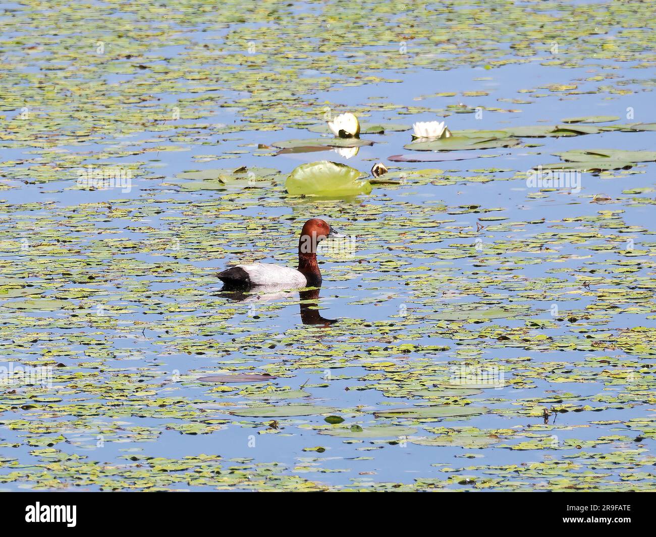 Pochard, Tafelente, Fuligule milouin, Aythya ferina, barátréce, Hortobágy, Ungarn, Magyarország, Europa Stockfoto