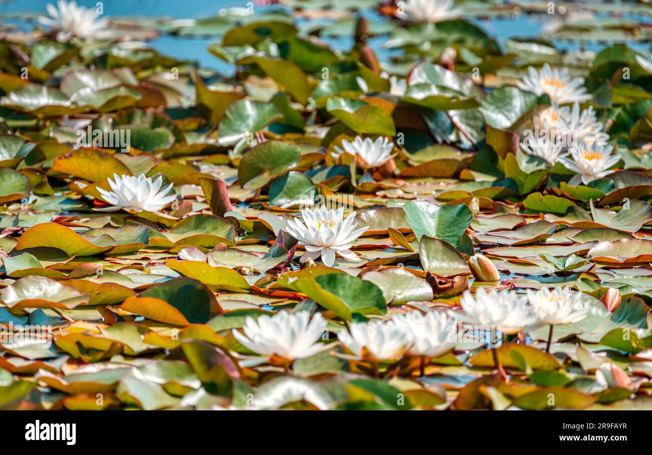 Wasserlilien, Wasserlilien, am Hatchet Pond, in der Nähe von Beaulieu, New Forest, Hampshire, Großbritannien Stockfoto