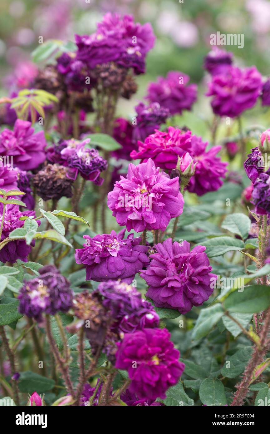 Doppelte lila Sommerblumen aus Moos centifolia Rose, Rosa Nuits de Young, im britischen Garten Juni Stockfoto