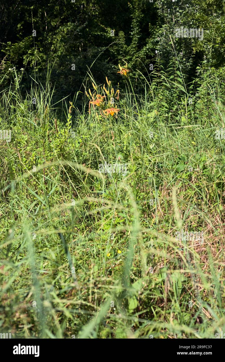 Orangenlilien im Gras mitten in einem Hain Stockfoto