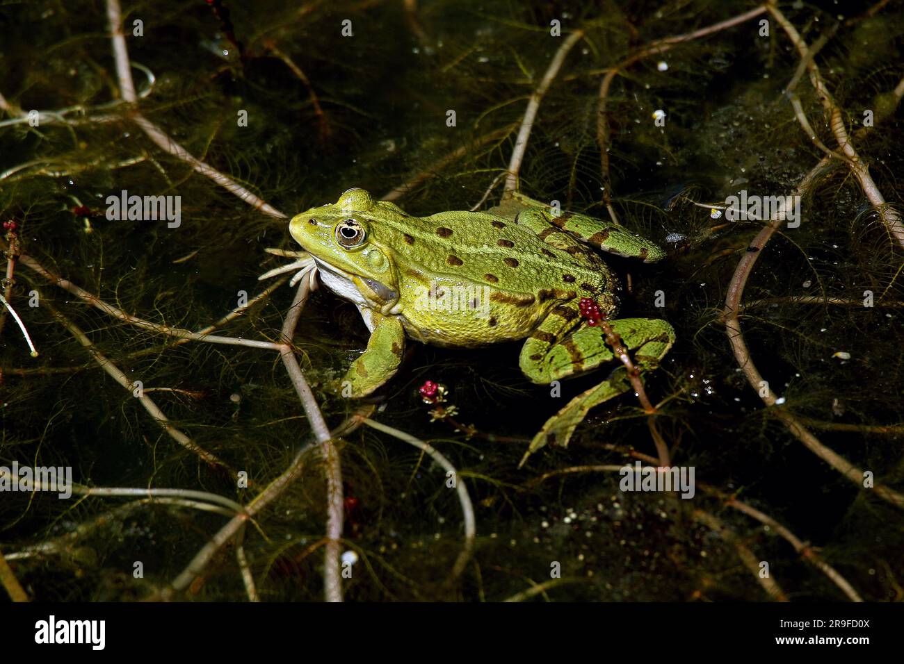 Essbarer Frosch, rana esculenta, Männlich, Teich in der Normandie Stockfoto