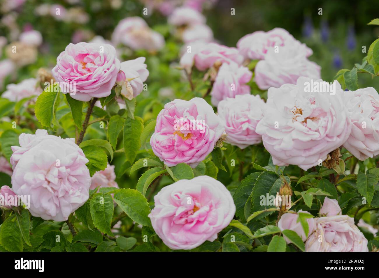 Doppelt blassrosa Rosenblüten, Rosa Madame Louis Leveque im britischen Garten Juni Stockfoto