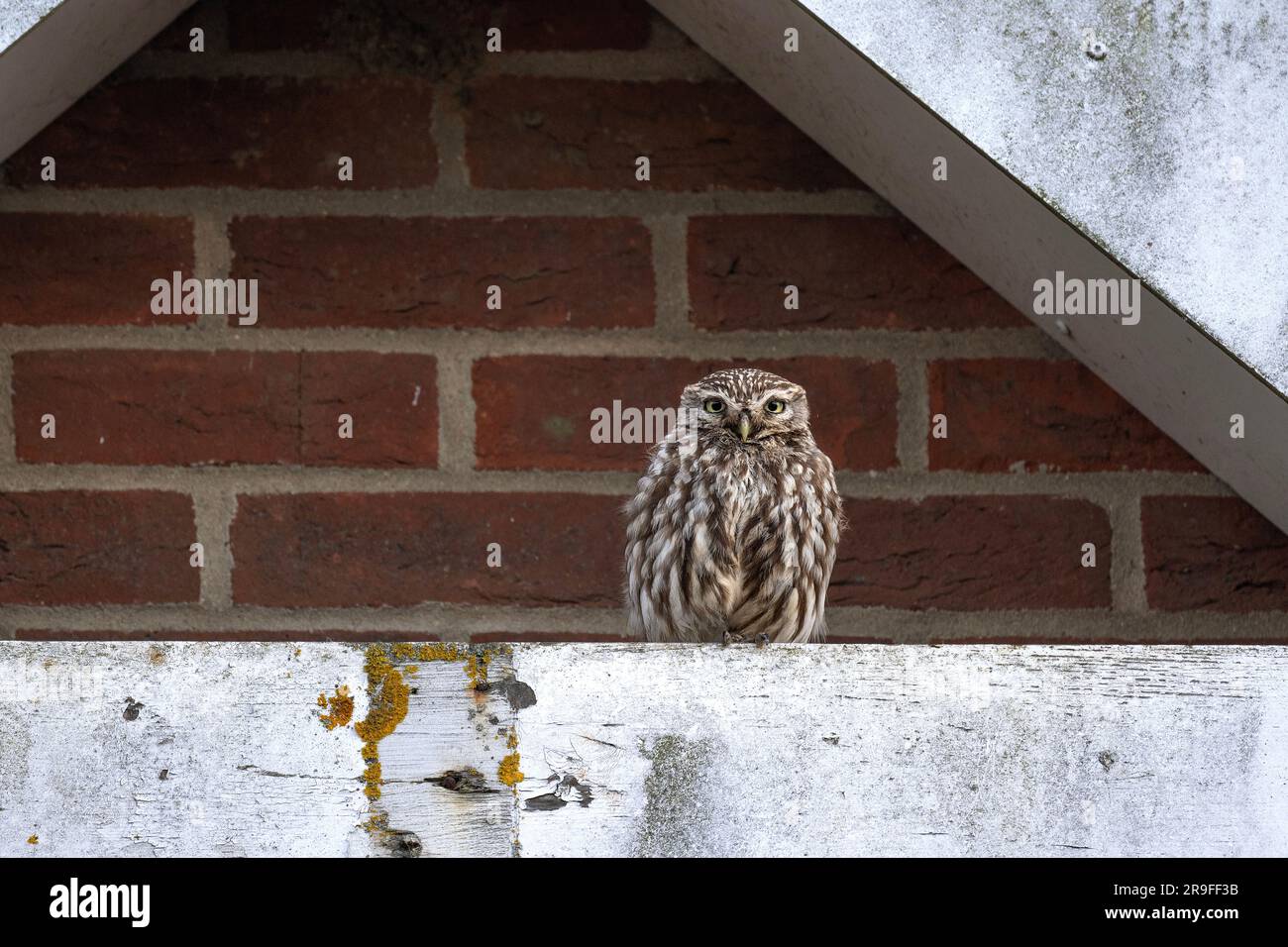 Little Owl Athene noctua hoch oben am Giebelende eines Grundschulgebäudes, Little Snoring, North Norfolk, Großbritannien Stockfoto
