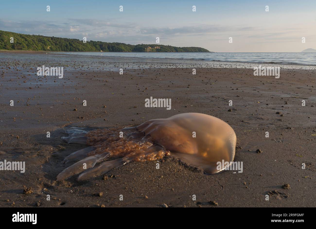 Quallen am Strand Stockfoto