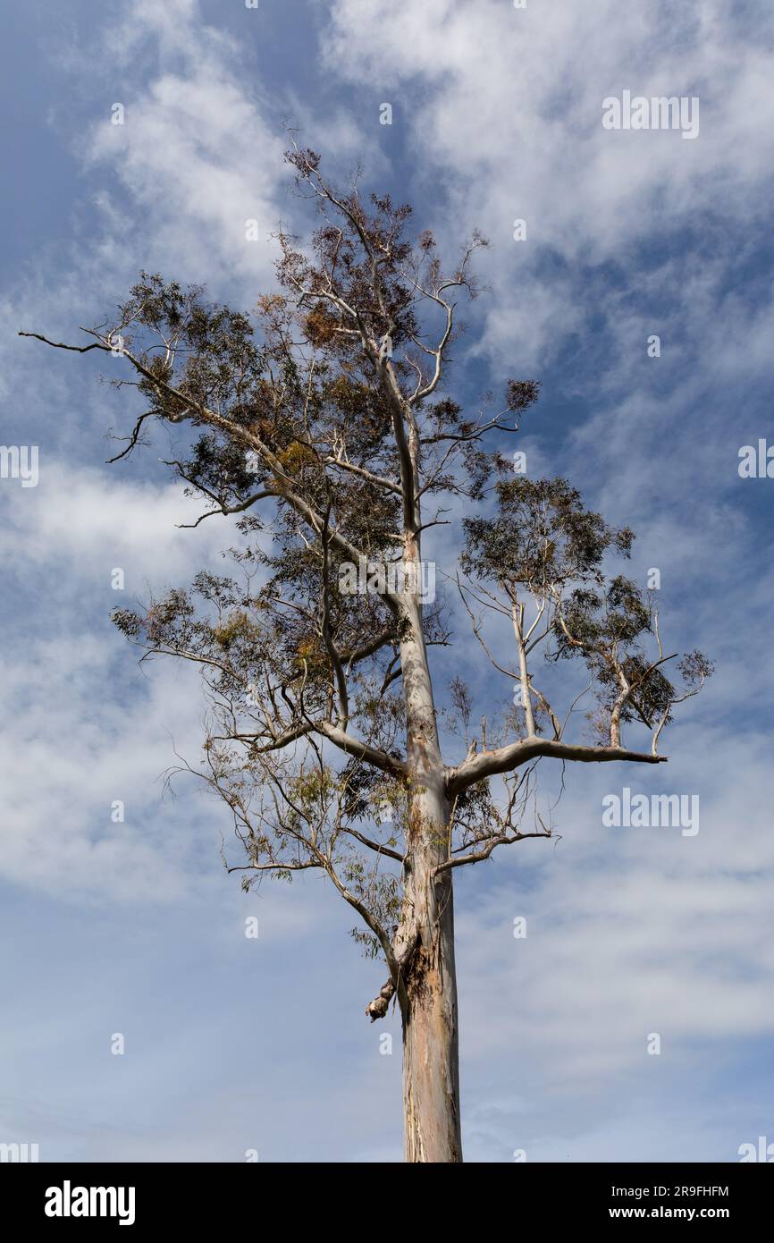 Ein dünner einsamer Baum in der Nähe von Te Waikoropupu Springs – auch bekannt als Pupu Spings – in der Nähe von Tākaka, Golden Bay, Tasman, Neuseeland. Foto: Rob Watkins Stockfoto