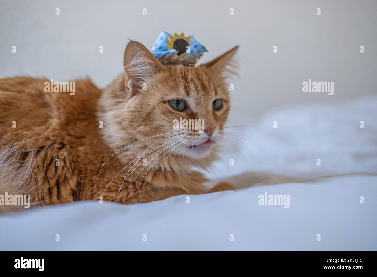 Geflüsterte Festlichkeiten: Eine verspielte Orangenkatze begrüßt die Spirit of Junina Celebration Stockfoto