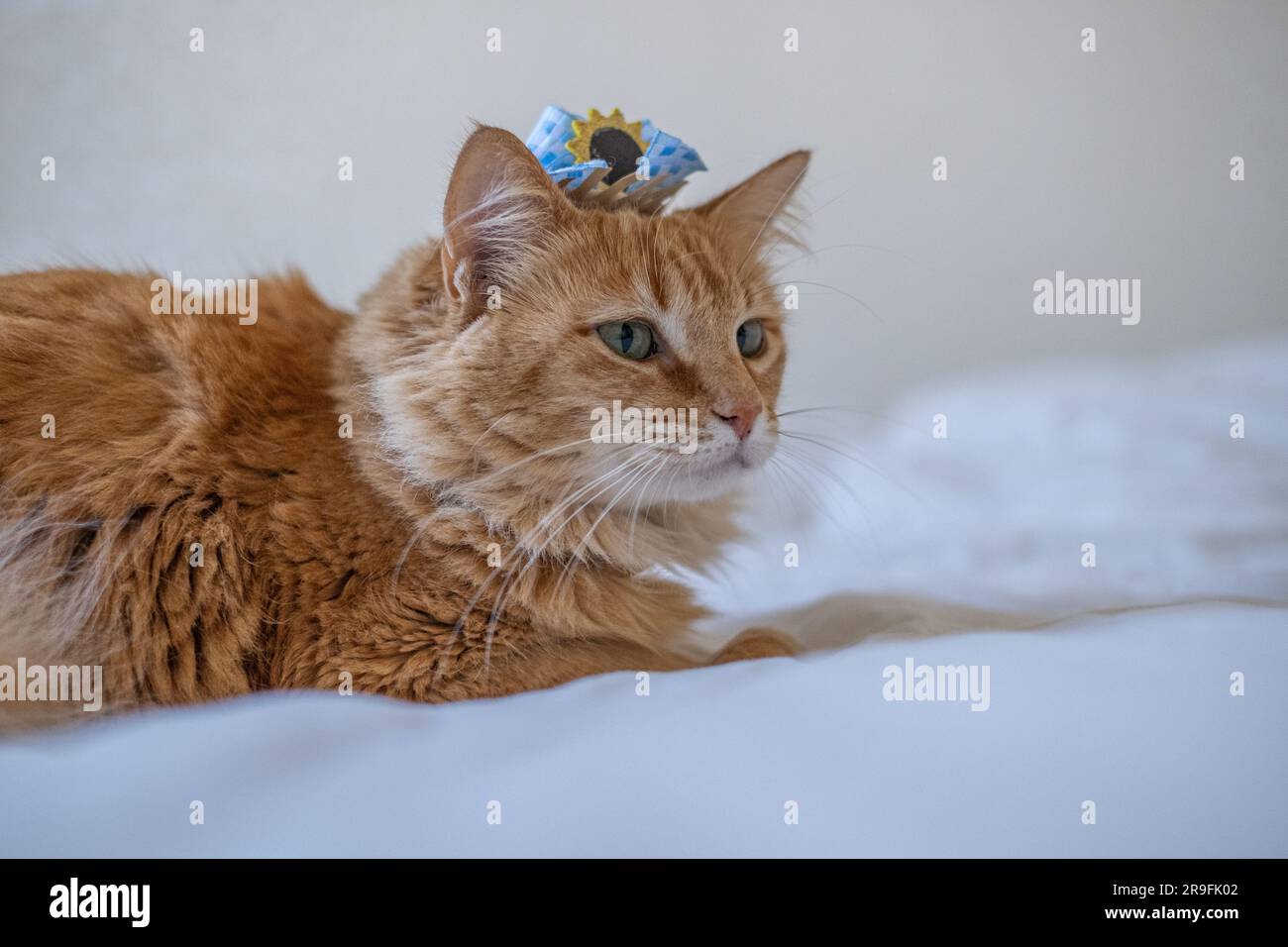 Geflüsterte Festlichkeiten: Eine verspielte Orangenkatze begrüßt die Spirit of Junina Celebration Stockfoto