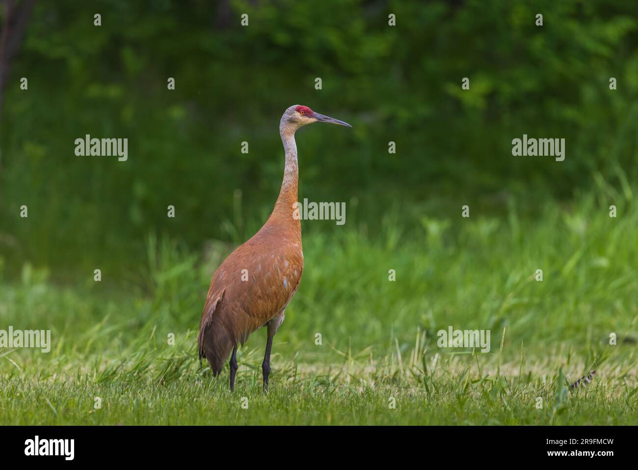 Sandhill Crane in Nordwisconsin. Stockfoto