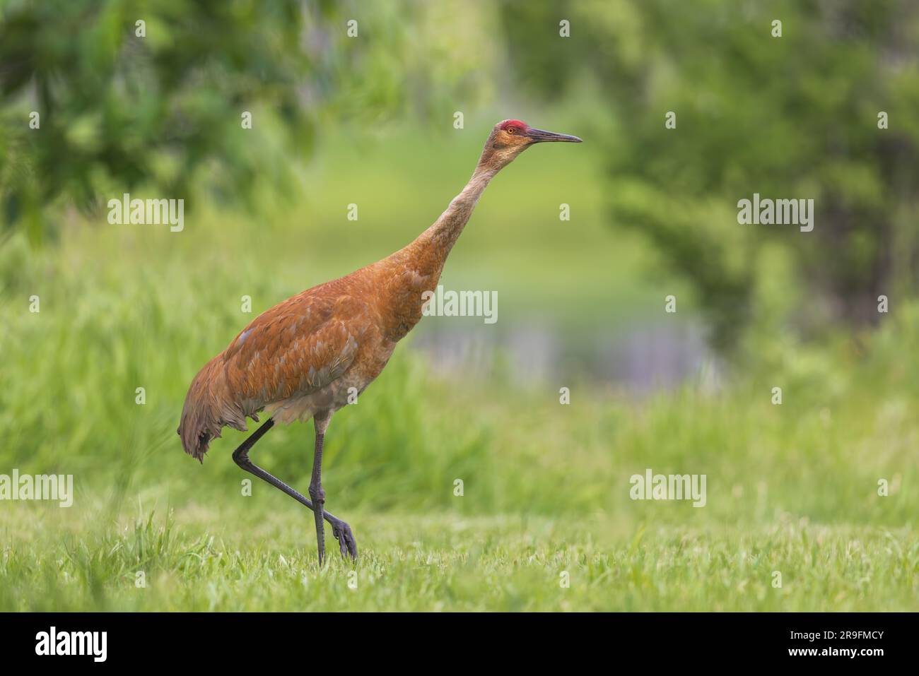 Sandhill Crane in Nordwisconsin. Stockfoto