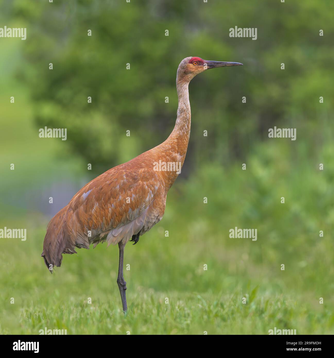 Sandhill Crane in Nordwisconsin. Stockfoto